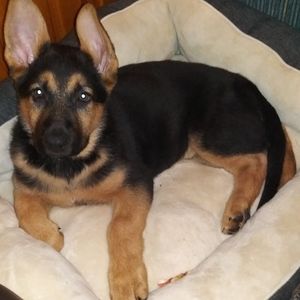 Meet your Posher, Julie